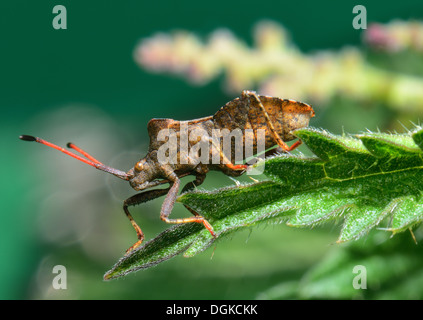 Dock Blatt Bug. Coreus Marginatus, auf einem Brennnessel-Blatt Stockfoto