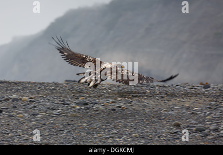 Der unreife Weißkopfseeadler fliegt über den felsigen Strand auf der Suche nach Essen Stockfoto