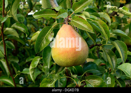 Birne "Doyenne du Comice', Pyrus Communis, benannt Sorte Birnen-Baum wächst Stockfoto