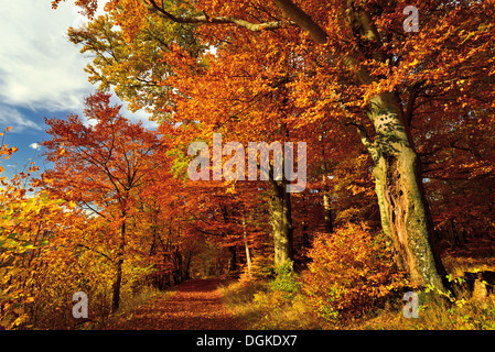 Deutschland, Natur Park Odenwald: Goldener Oktober mit Herbst Wald am Katzenbuckel mountain Stockfoto