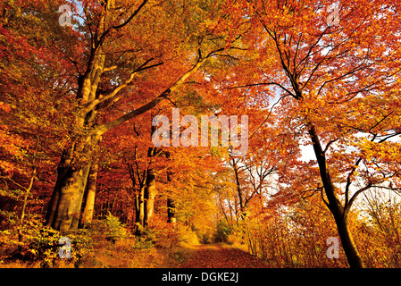 Deutschland, Natur Park Odenwald: Goldener Oktober mit Herbst Wald am Katzenbuckel mountain Stockfoto