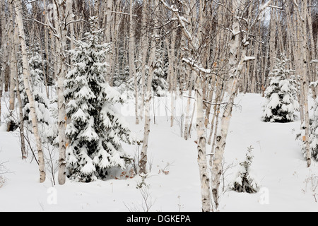 Birken und Fichten Wälder mit frischem Schnee Greater Sudbury Ontario Kanada Stockfoto