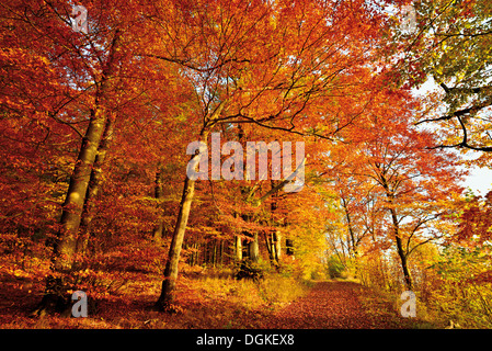 Deutschland, Natur Park Odenwald: Goldener Oktober mit Herbst Wald am Katzenbuckel mountain Stockfoto