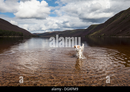 Eine irische roten und weißen Setter im Loch Muick in Schottland. Stockfoto