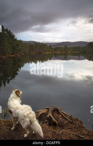 Eine Irish Red Setter Umfragen Uath Lochan bei Glen Feshie. Stockfoto