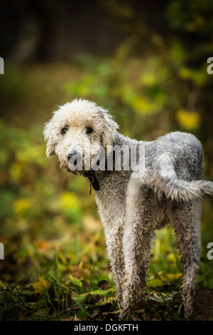 Ein Bedlington Terrier. Stockfoto