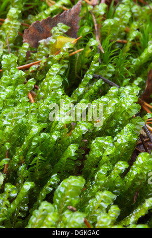 Größere Featherwort (Plagiochila Asplenioides) Wachstum Stockfoto