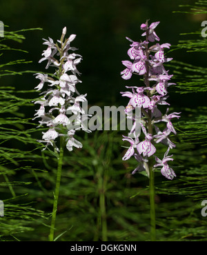 Heide gesichtet Orchidee (Dactylorhiza Maculata) Blume Spitzen Stockfoto