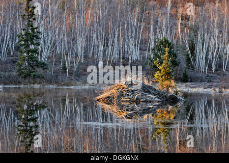 Beaverpond im Frühjahr in der Morgendämmerung mit Beaver lodge Greater Sudbury Ontario Kanada Stockfoto