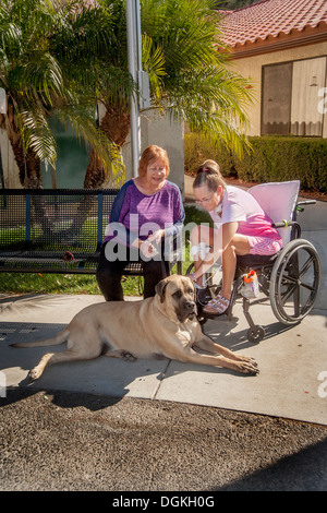 Ein Rollstuhl-Patienten an einer Reha-Klinik in Südkalifornien spielt mit einem ausgebildeten Mastiffhund Komfort. Stockfoto