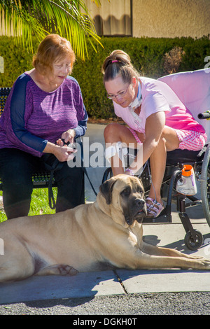 Ein Rollstuhl-Patienten an einer Reha-Klinik in Südkalifornien spielt mit einem ausgebildeten Mastiffhund Komfort. Stockfoto