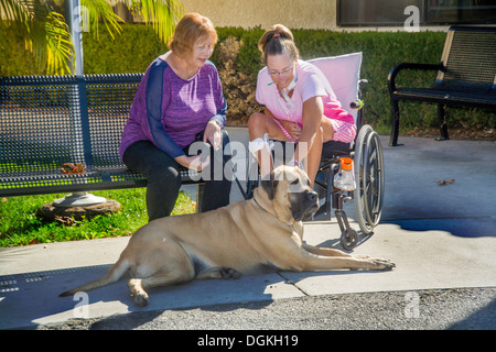 Ein Rollstuhl-Patienten an einer Reha-Klinik in Südkalifornien spielt mit einem ausgebildeten Mastiffhund Komfort. Stockfoto