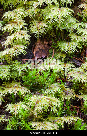 Glitzernde Holz-Moos (Hylocomium Splendens) Wachstum Stockfoto