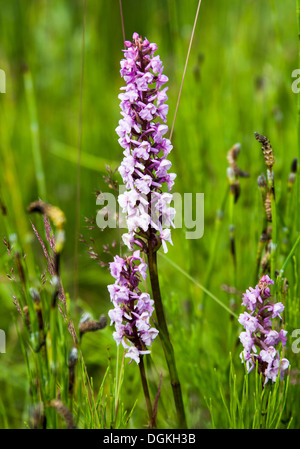 Duftende Orchidee (Gymnadenia Conopsea) Blume Spitzen Stockfoto