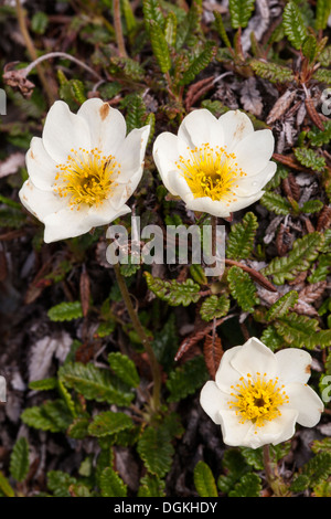 Mountain Avens (Dryas Octopetala) Blumen Stockfoto