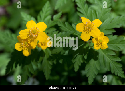 Gelbes Buschwindröschen (Anemone Ranunculoides) Blumen Stockfoto