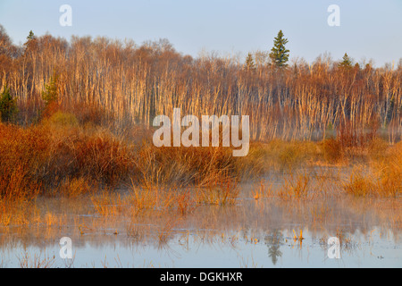 Biber Teich Morgen Nebel Greater Sudbury Ontario Kanada Stockfoto