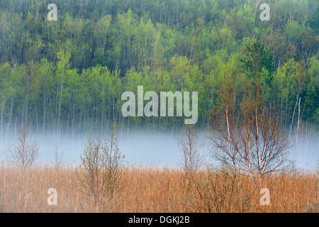 Morgennebel um Robinson See mit aufstrebenden Laub in Hanglage Espen Greater Sudbury Ontario Kanada Stockfoto