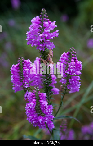 Gehorsam Anlage oder Falsche drachenbekrönter Stab, Physostegia virginiana 'Rosy Spire' Stockfoto