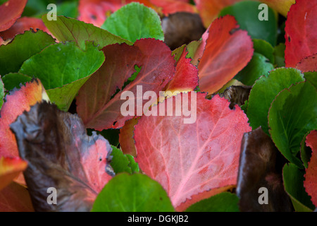 Rote Blätter im Herbst, bergenia Stockfoto