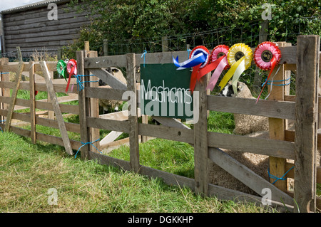 Preisgekrönte Masham Schafe in einen Stift im Egton Show in den North York Moors National Park. Stockfoto