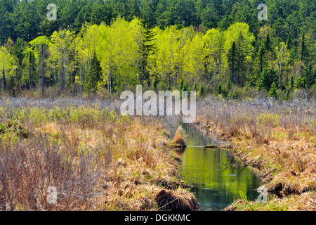 Frühling-Reflexionen in einem Feuchtgebiet Greater Sudbury Ontario Kanada Stockfoto