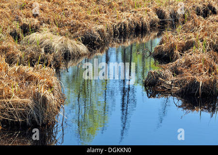 Frühling-Reflexionen in einem Feuchtgebiet Greater Sudbury Ontario Kanada Stockfoto