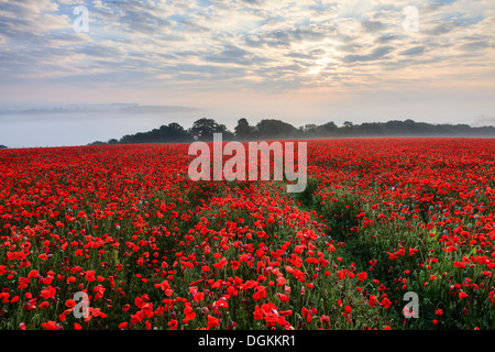 Sonnenaufgang über einem Mohnfeld bei Durweston in der Nähe von Blandford Forum. Stockfoto