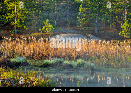 Biber Teich Feuchtgebiet im Frühjahr in der Morgendämmerung Greater Sudbury Ontario Kanada Stockfoto