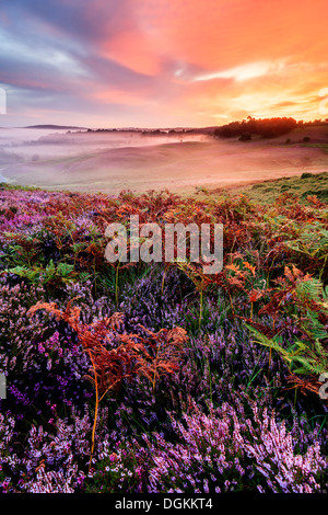 Heather und Bracken bei Sonnenaufgang auf gemeinsame Rockford im New Forest. Stockfoto