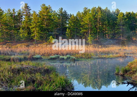 Biber Teich Feuchtgebiet im Frühjahr in der Morgendämmerung Greater Sudbury Ontario Kanada Stockfoto