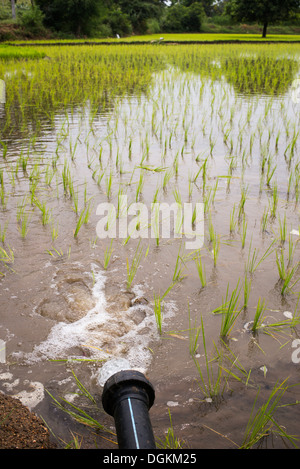 Reisfelder mit Wasser überschwemmen. Andhra Pradesh, Indien Stockfoto