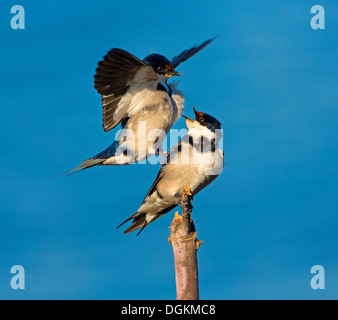 whitethroated Schwalbe Paarung Stockfoto