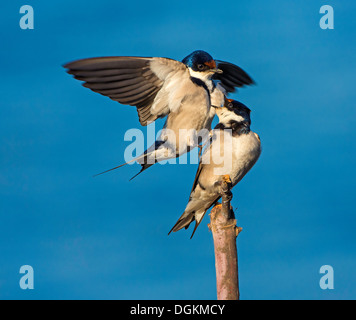 whitethroated Schwalbe Paarung Stockfoto