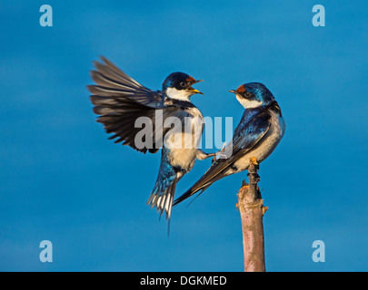 whitethroated Schwalbe Paarung Stockfoto