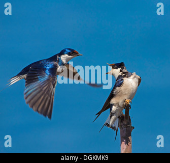 whitethroated Schwalbe Paarung Stockfoto