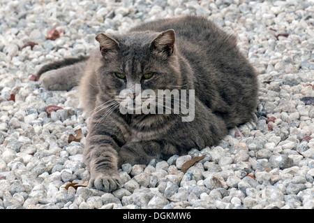 Inländischen kurze Haare graue Tiger gestreifte Tabby Katze auf ein Bett aus Kies in Cedar Key, Florida. Stockfoto