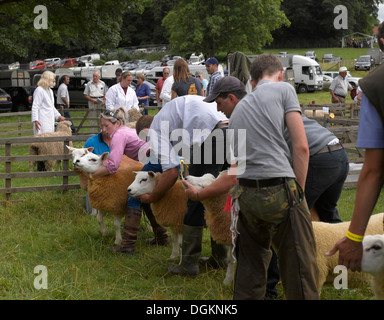 Texel Schafe am Thornton-Le-Dale Jahresausstellung zu urteilen. Stockfoto