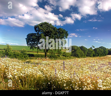 Ein Blick über eine Wiese in Cheshire. Stockfoto