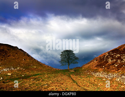 Ein Blick auf Sycamore Gap in der Hadrianswall. Stockfoto