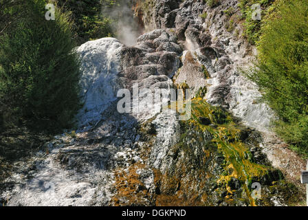 Diamant-Geysir, Orakei Korako Höhle und Thermalpark, Hidden Valley, Taupo, Rotorua, Nordinsel, Neuseeland Stockfoto