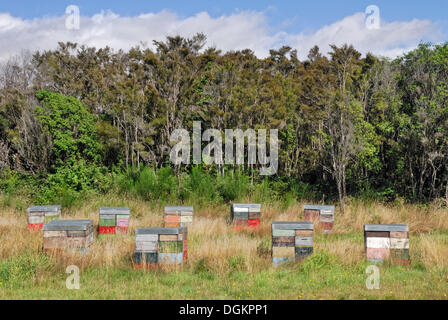 Bienenstöcke, Heide, neben State Highway 46 in der Nähe von Turangi, Nordinsel, Neuseeland Stockfoto