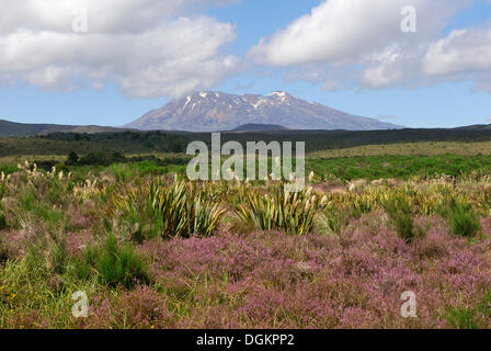 Mount Ruapehu, gesehen vom State Highway 47, Nordinsel, Neuseeland Stockfoto