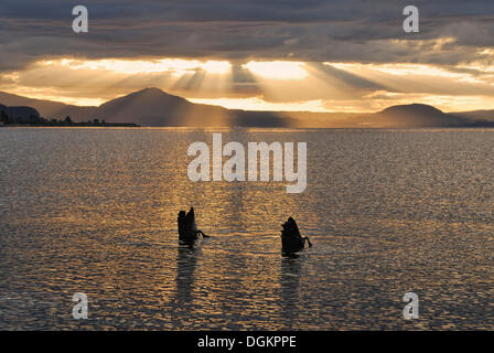 Schwarze Schwäne (Cygnus olor), Fütterung von der Unterseite des Sees Lake Taupo bei Sonnenuntergang, Nordinsel, Neuseeland Stockfoto