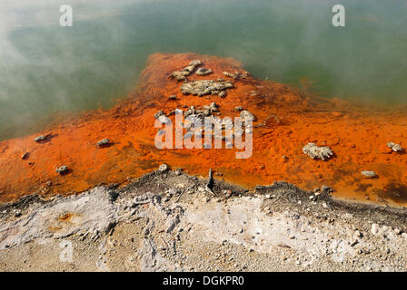 Champagne Pool, Detailansicht der Kante, Farbe von Antimon Sulfiden, Wai-O-Tapu Thermal Wonderland, Rotorua, Nordinsel Stockfoto