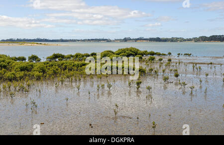 Mangrovenwald, Clarks Beach, Manukau Harbour, Nordinsel, Neuseeland Stockfoto