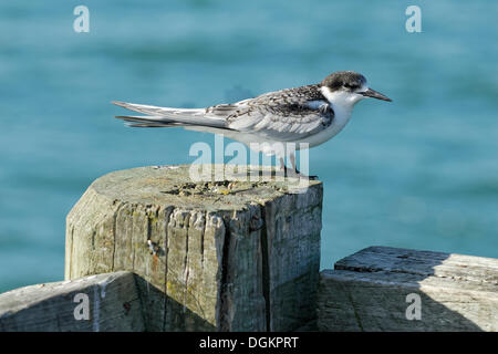 Junge White-fronted Tern (Terna Striata), Tinopai, Kaipara Harbour, Nordinsel, Neuseeland Stockfoto