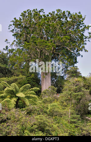 Berühmten Kauri-Baum (Agathis Australis), "Square Kauri", 1200 Jahre, Coromandel Forest Park, Coromandel Peninsula, Nordinsel Stockfoto
