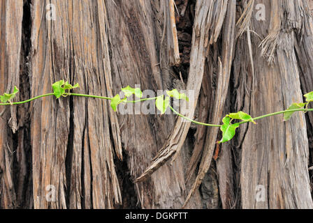 Detail, ausgegrabenen Kauri-Stamm, über 45, 000 Jahre alten, alten Kauri Königreich, Awanui, Highway 1, Nordinsel, Neuseeland Stockfoto