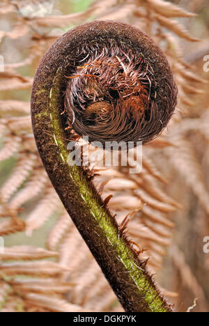 Farn Wedel unfurling oder Koru, Silber Baumfarn oder Silver Fern (Cyathea Dealbata), Opua, Bay of Islands Nordinsel Stockfoto